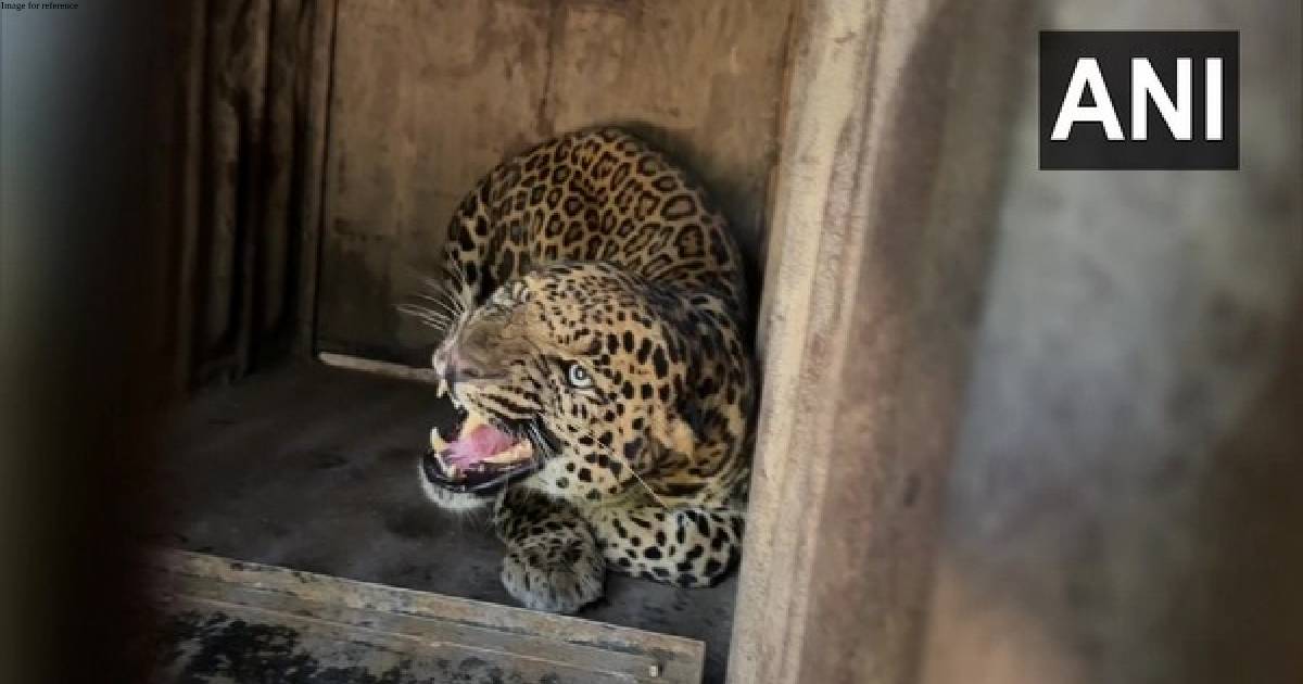Leopard rescued by Pune forest department in residential area